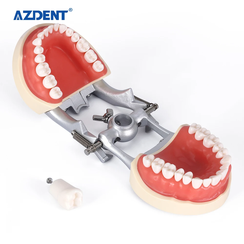 New design Standard Dental teeth study Model With Removable Teeth
