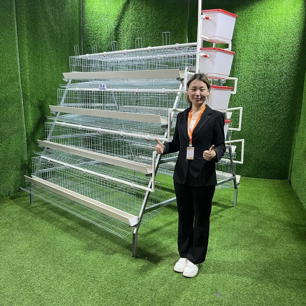 Steel Large A Type Poultry Farm Equipment Battery Layer Automatic Chicken Cage With Egg Laying System