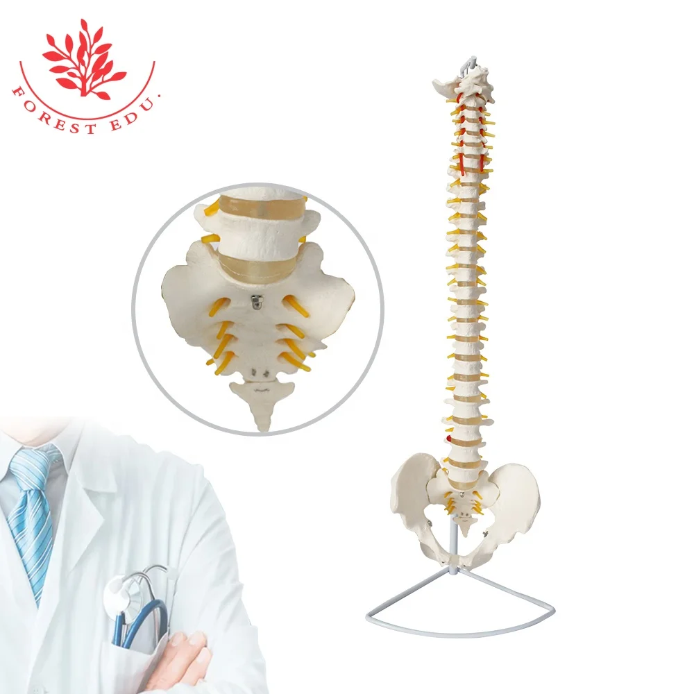  Анатомическая модель позвоночника тазовых затылка спрей висит стенд Orthopedist обучающий инструмент 33 штуки кости строка