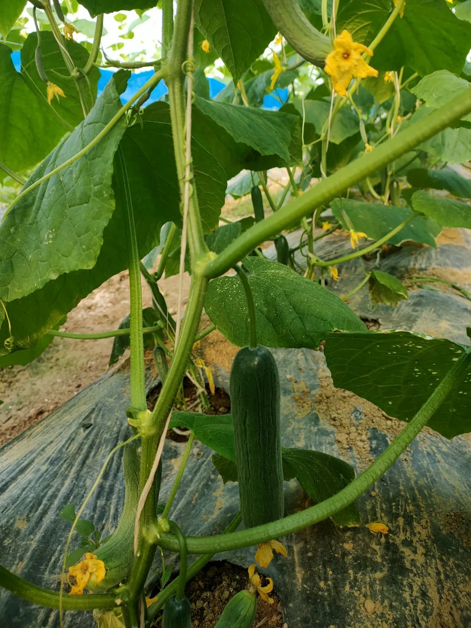 Стандартная компания во Вьетнаме, оптовая продажа, свежий и сочный огурец, 100% гарантия возврата денег, Свяжитесь сейчас