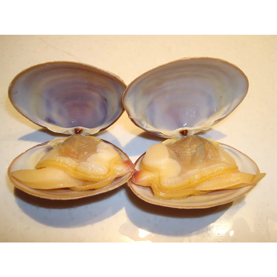 Good quality seafood fresh delicious MSC certified frozen blood clam meat