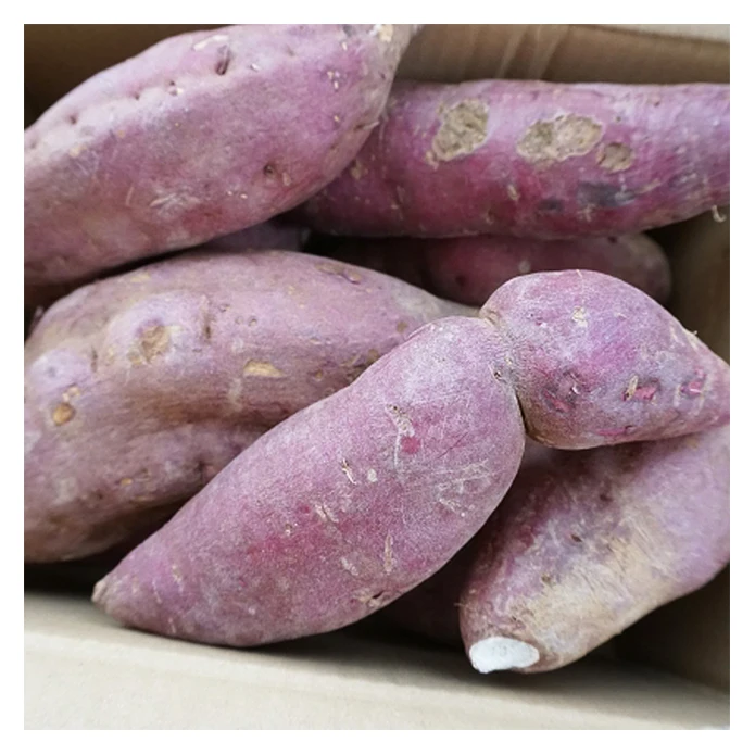 Made in Japan delicious Asian vegetables importers sweet potato price