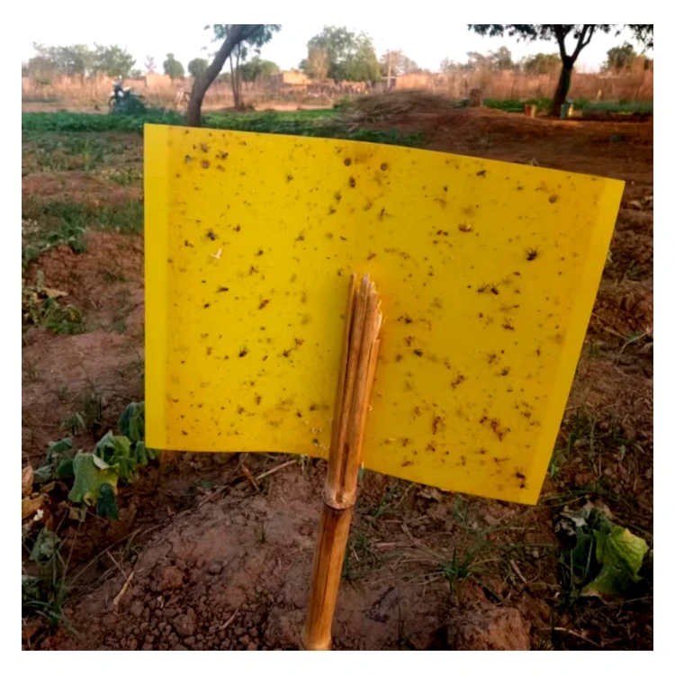 Greenhouse Pest Monitoring Device Disposable Blue Glue Insect Trap for Thrips Control