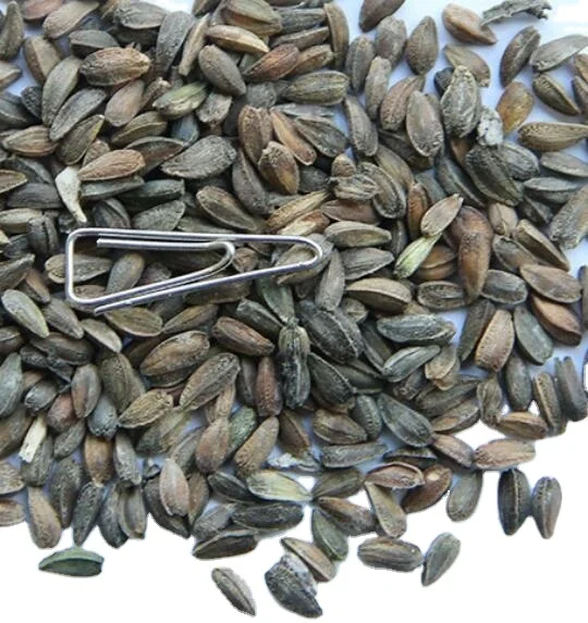 Fei zhou ju dry vegetable Natural Transvaal or Gerbera daisy Gebera Jamesonii seeds