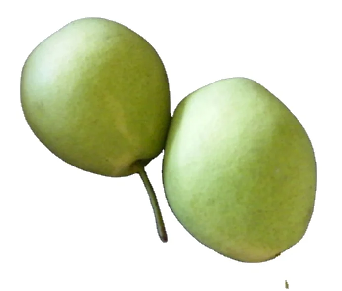  Fresh Shandong