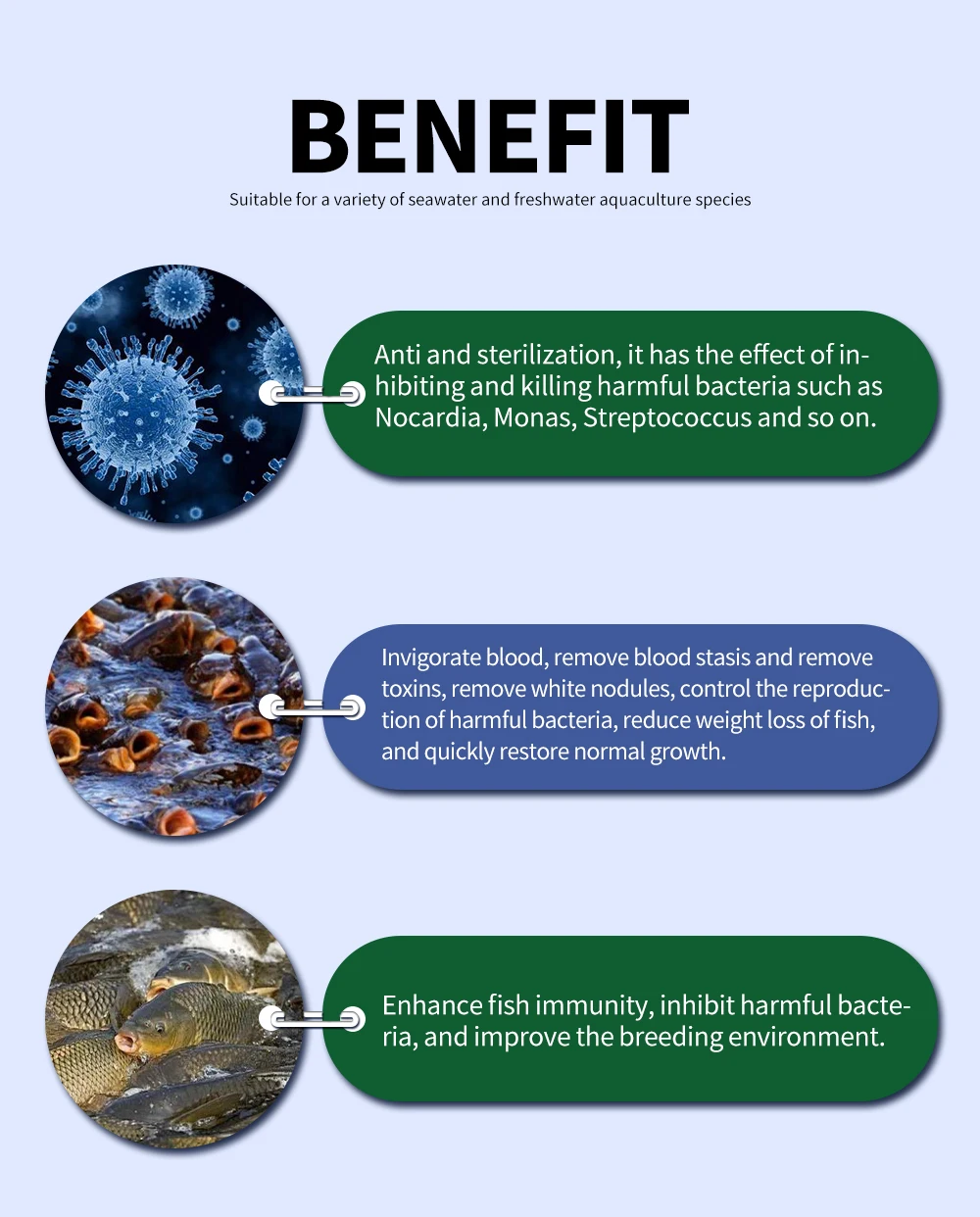 african farming catfish for white spot on fish