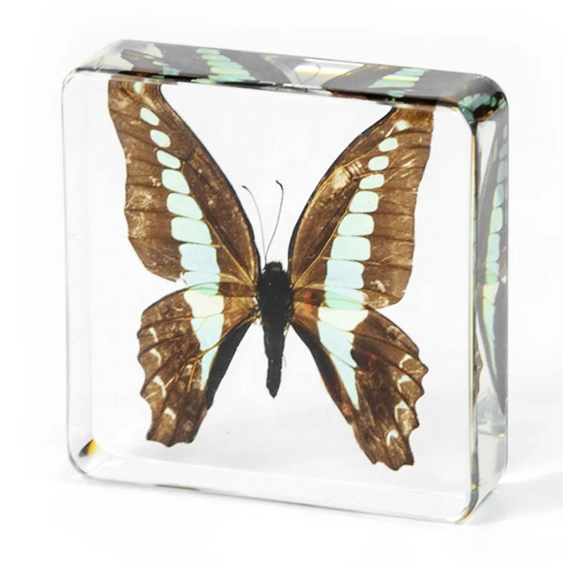 display case cabinet book rack bookshelf tea table end table bedside China factory clear resin real butterfly desktop decoration