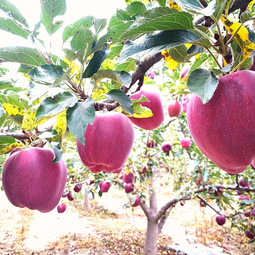 Фруктовое яблоко hu@ по конкурентоспособной