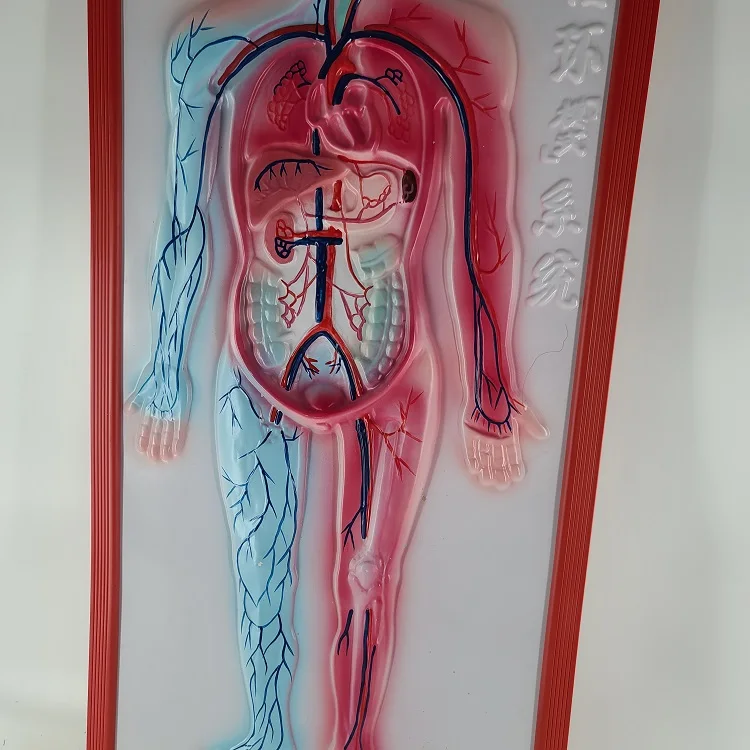 Biology medical blood circulation system embossed model