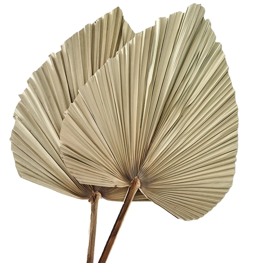 Manufacturer Wholesale Dried Flowers Dried Palm Leaves Decorations Palm Leaves Dry For Bouquet Packaging Wedding Site Layout