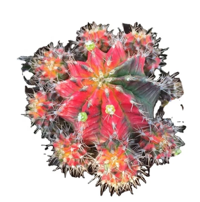 
Low price natural beauty real plant cactus gymnocalycium mihanovichii variegata for sale 