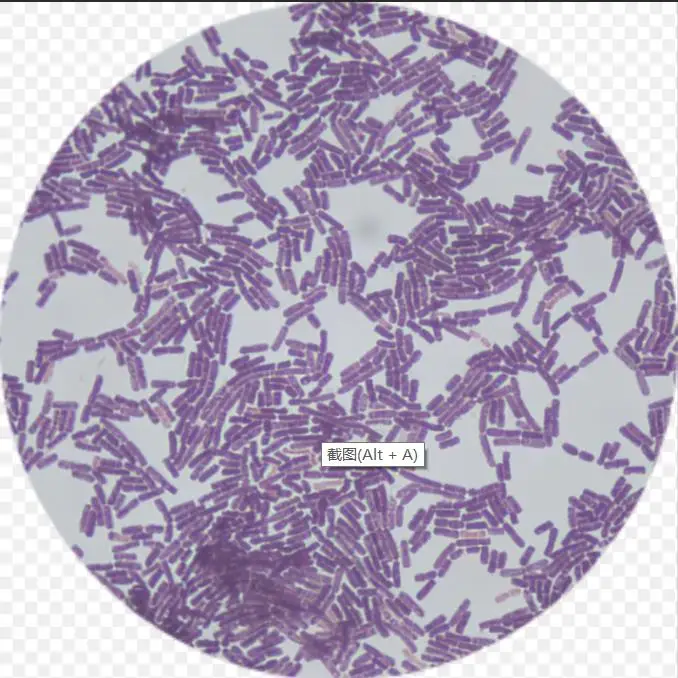 [Exclusive-Probiotics Strains] Water-Soluble 500billion Cfu/G Potency Bacillus Subtilis for Human and Veterinary