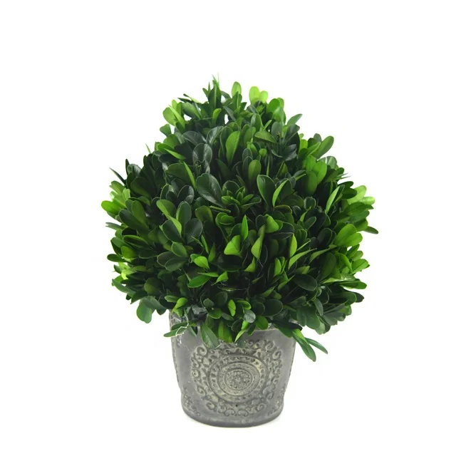 handmade ornaments topiary potting for home and office natural decorative miniascape  preserved boxwood