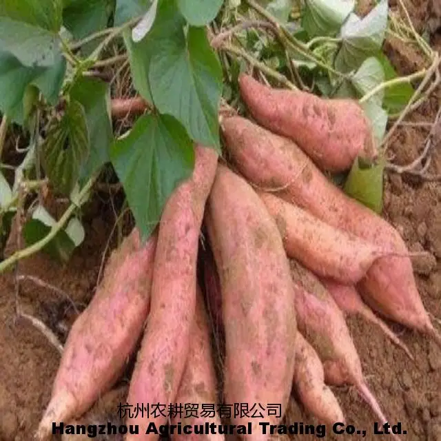 Best prices seasonal fresh farmhouse high-quality sweet potatoes, one ton of fresh sweet sweet potatoes