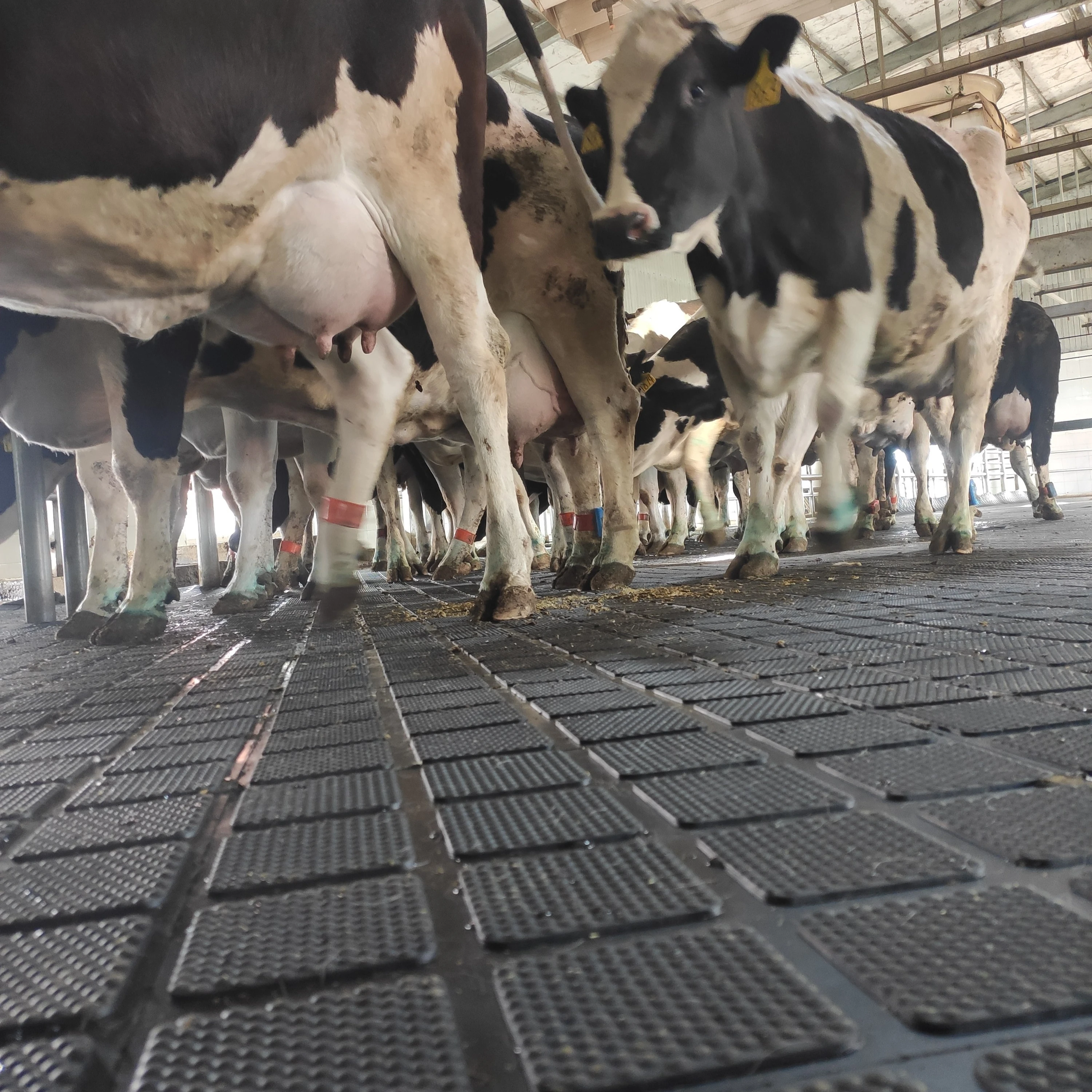 Hot sale livestock equipment agricultural rubber mat  for cows / horses /cattle/ goats stall / stable/cubicle