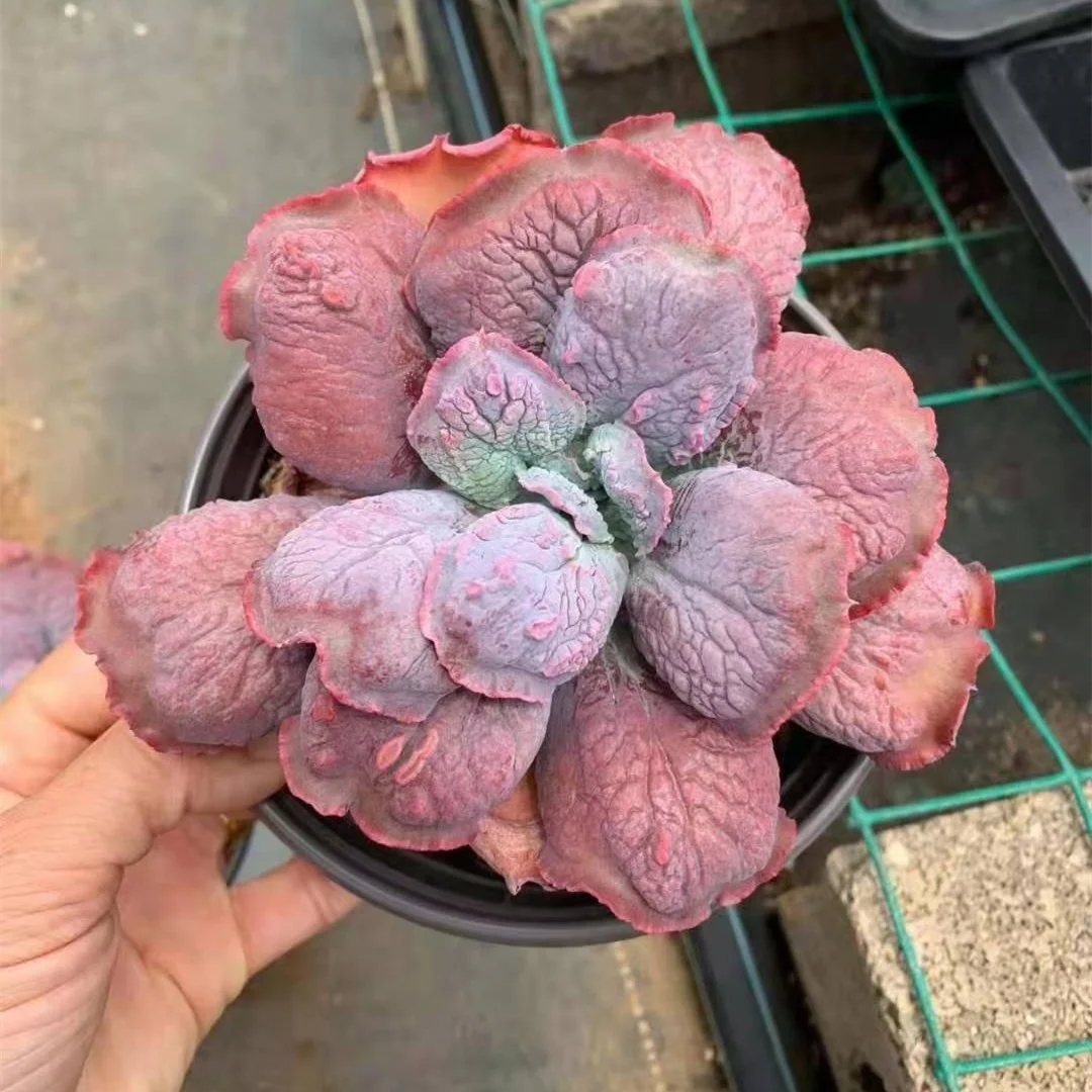 Live Succulent Echeveria Baron Bold Natural Plants Ornamental Frilly plant Indoor Gardening