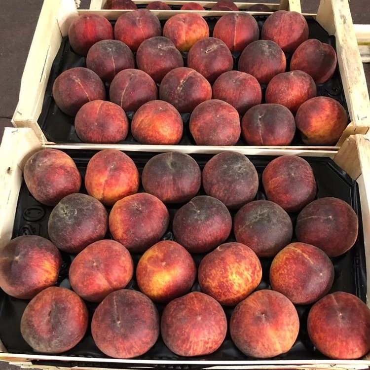 Greek Origin Orchard Fresh Red Peaches Fruits for sale