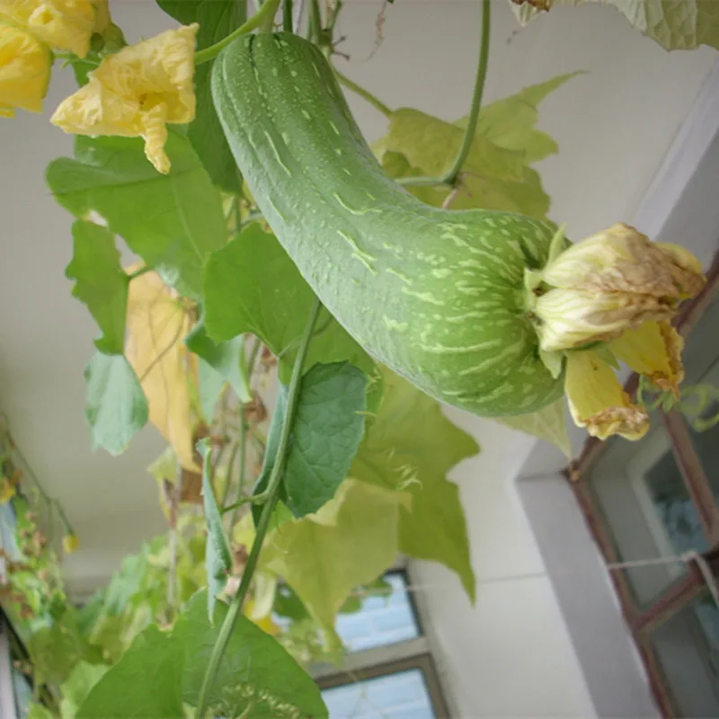 hydroponics grow box plant root growing box balcony plant planting box Factory direct sale