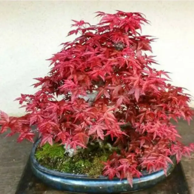 
Acerpalmatum Seeds Hong feng Best price bulk Acer palmatum seeds Acer rubrum Japanese Maple tree seeds for 