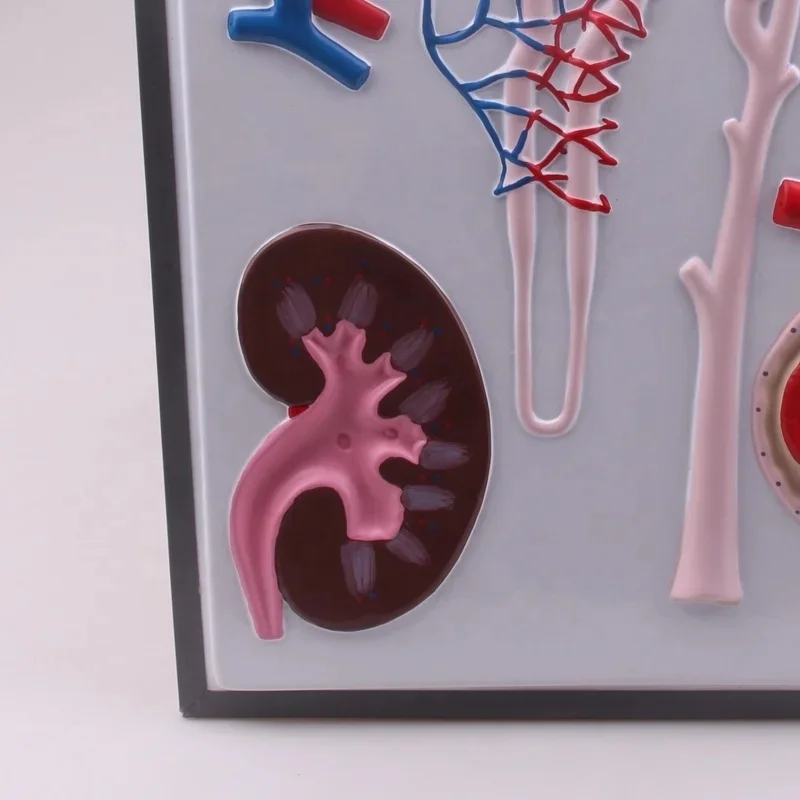 PVC human kidney nephron and glomerulus model