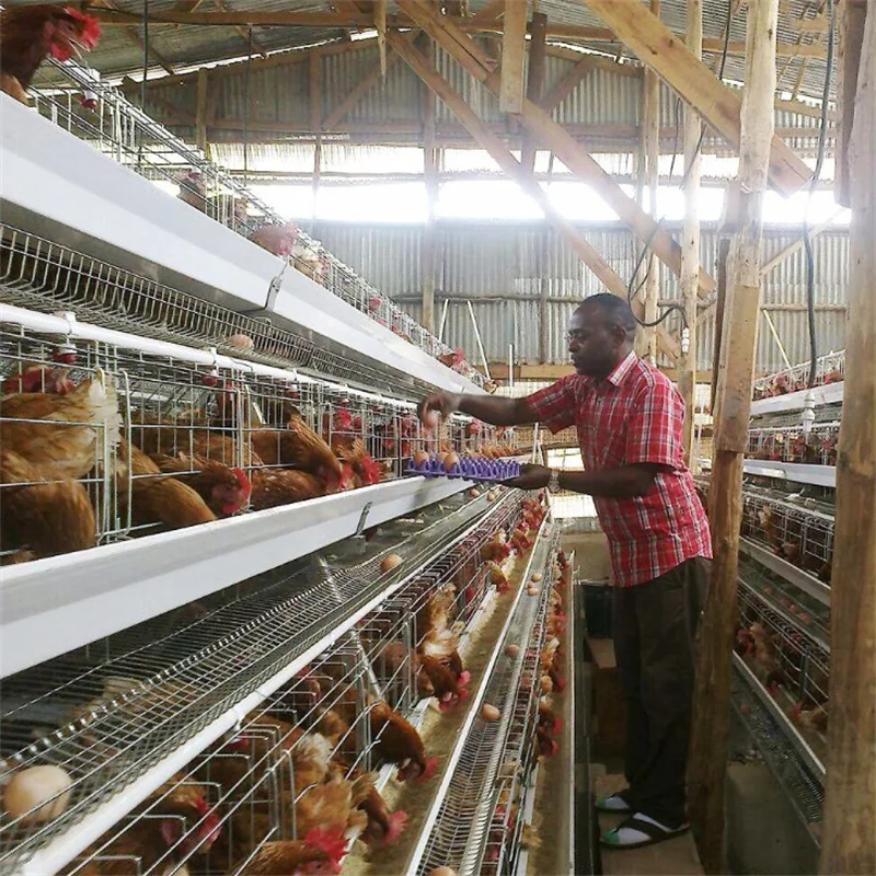 Mozambique Best Price Chicken Cages Egg Layer Laying Hens