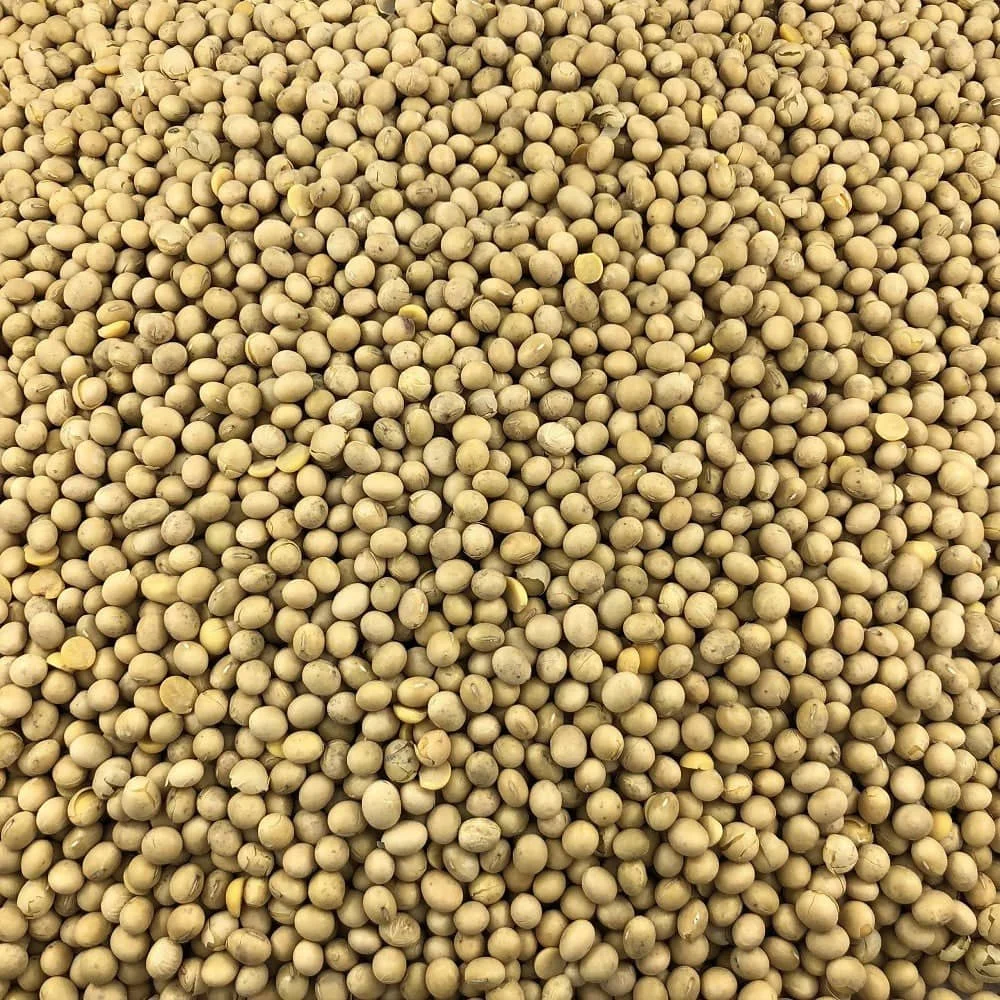 Соевый дракон, весенний урожай, Органическая очищенная упаковка в замороженном стиле, острый цвет, Осенние характеристики, Семена сои ГМО