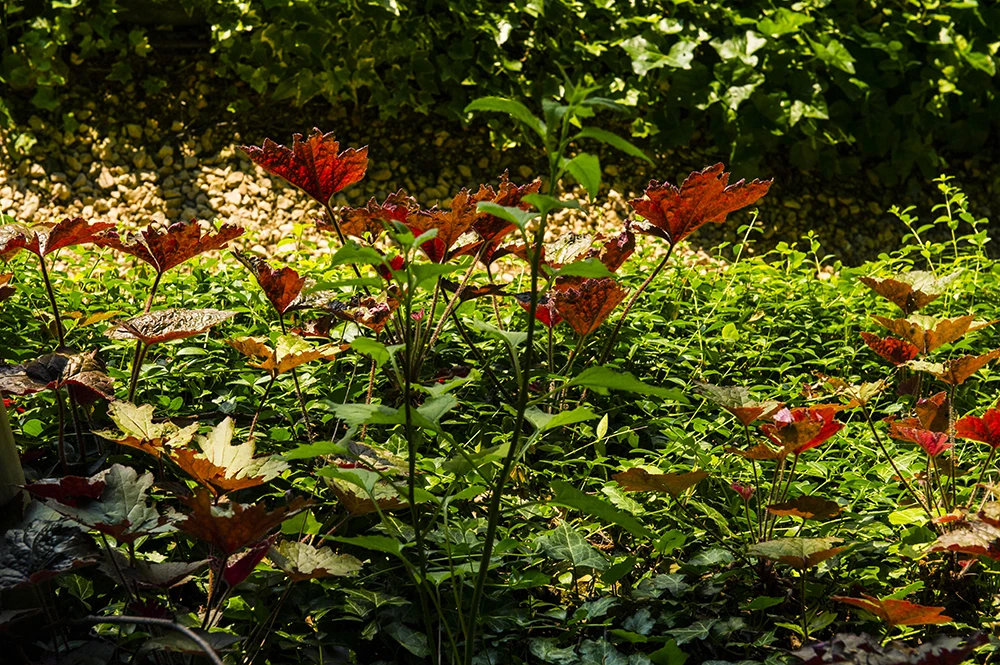 Online Wholesale Italian Best Quality DOCG Grade Red Wine 14.5% Alcohol Content Perfect As Table Wine