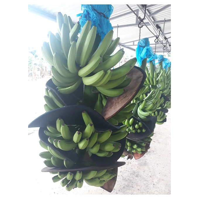 Fresh Premium Banana - High Quality, Best Price, Directly From Producers In Mexico Processing Plant