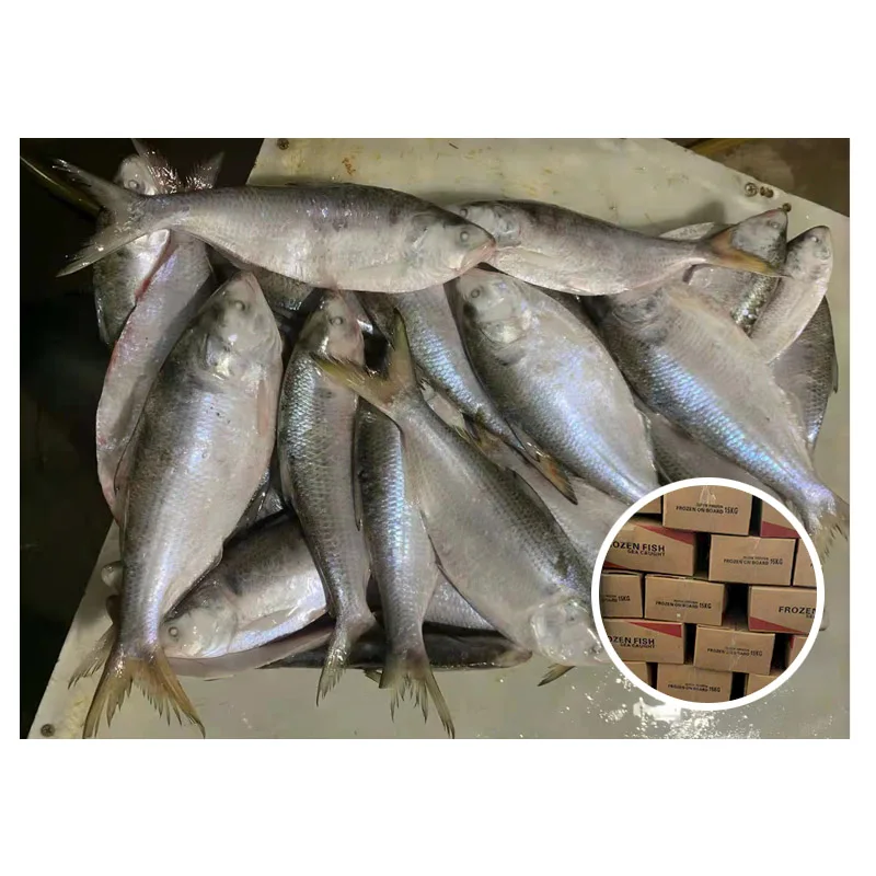 Sea Fish Frozen Dotted Gizzard Shad Whole for Bangladesh Market