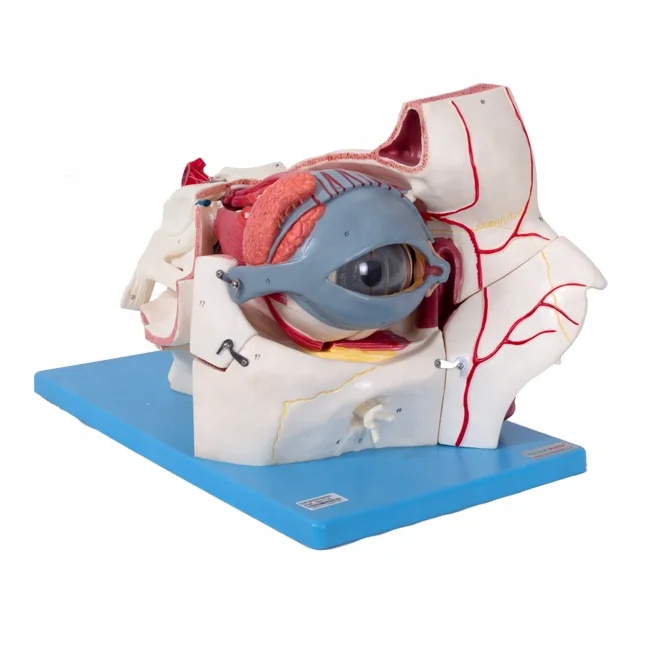 Eyeball and Orbit with Vessels and Nerves with Import PVC Material