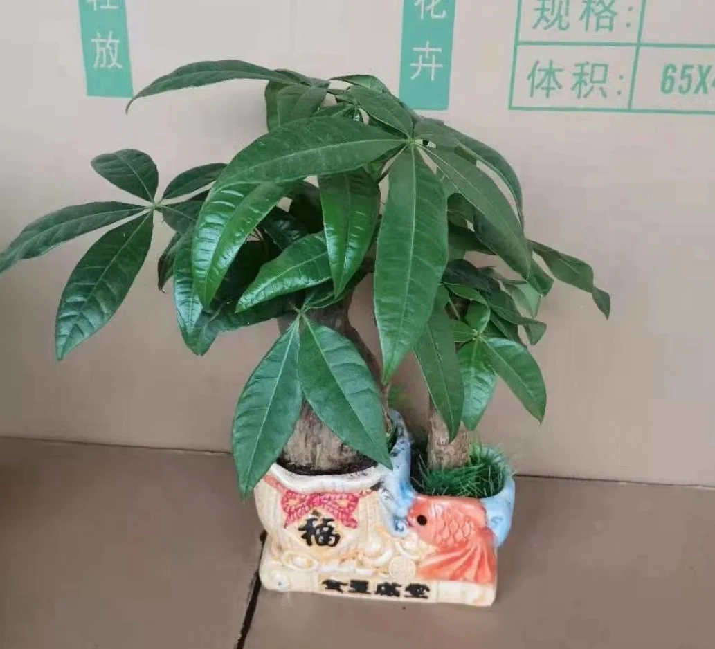 
high quality low price promotion popular Pachira Fortune tree ornamental live real natural plant 