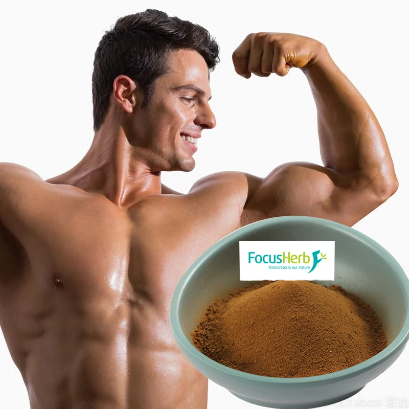 
FocusHerb Ajuga ciliata Bge Ajuga Turkestanica Extract Turkesterone 