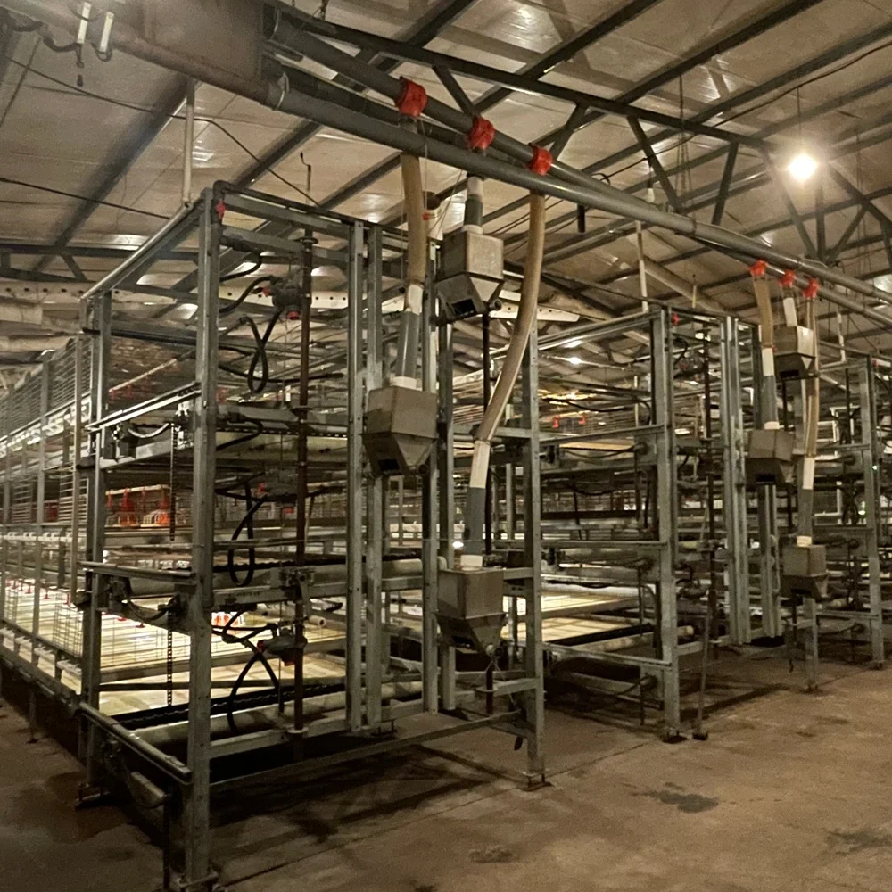Broiler Poultry Farming Equipment Multitier H Type Automatic Harvesting System Battery Broiler Chicken Cage For Raising Broilers