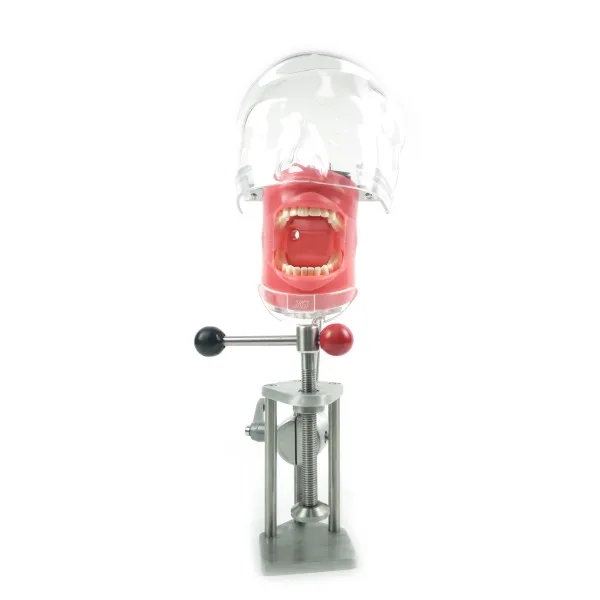 Dental simulator for training, dental phantom head