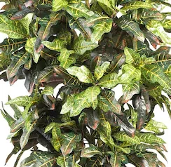 Wholesale High Quality Artificial Green Decorative Tree PE PVC Material Simulation Croton Artificial Plant Artificial Tree