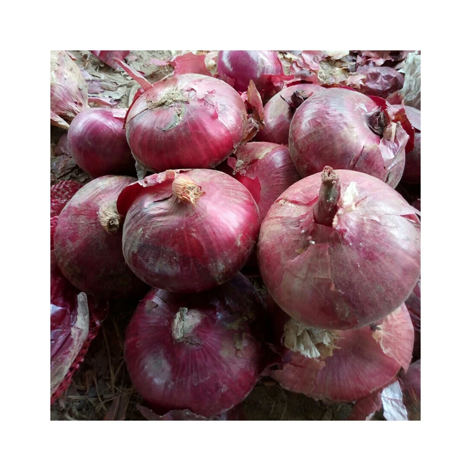 
Factory Supply Big Diameter 8cm Food Grade Exporters Fresh Red Onion 