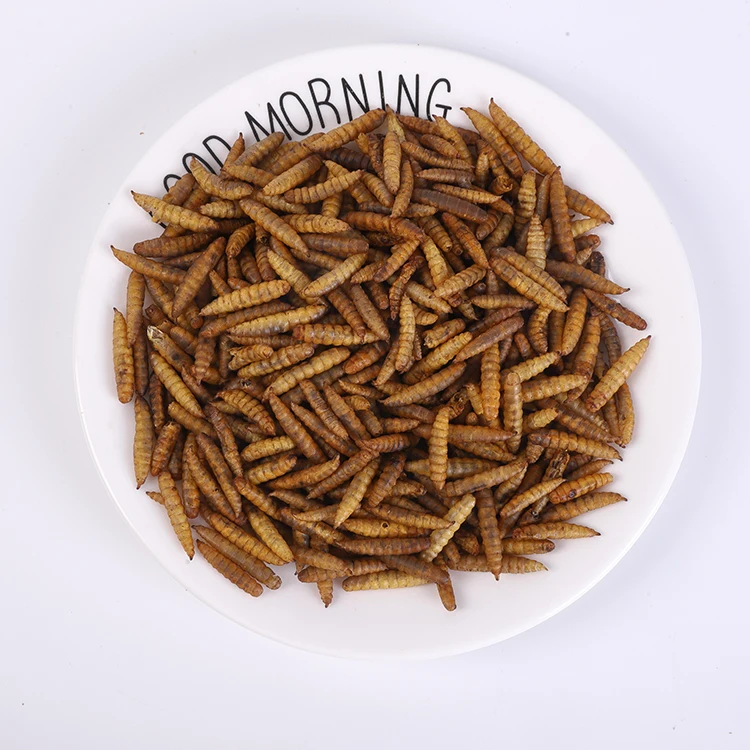 Mixes Orders Snack Earthworm Animal Cheap Yellow Mealworm,dried Mealworm for Fish,fresh Mealworms