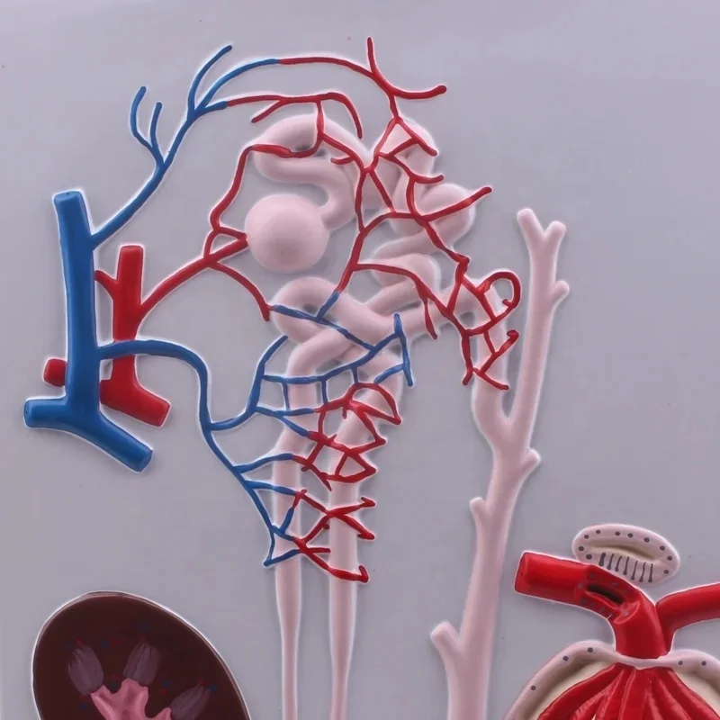 PVC human kidney nephron and glomerulus model