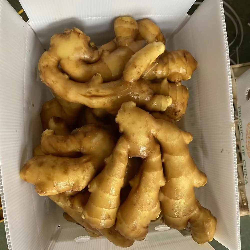 High quality of new crop Fresh ginger air dry or dried ginger root market price