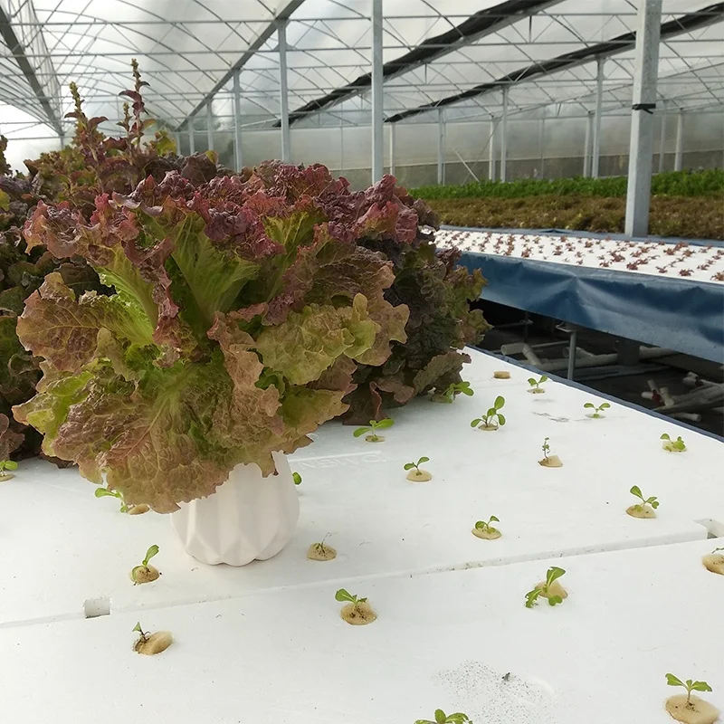 Hydroponic 120 X 60cm With 72 Holes Dwc Floating Raft Foam Board For Greenhouse Vegetable Growing