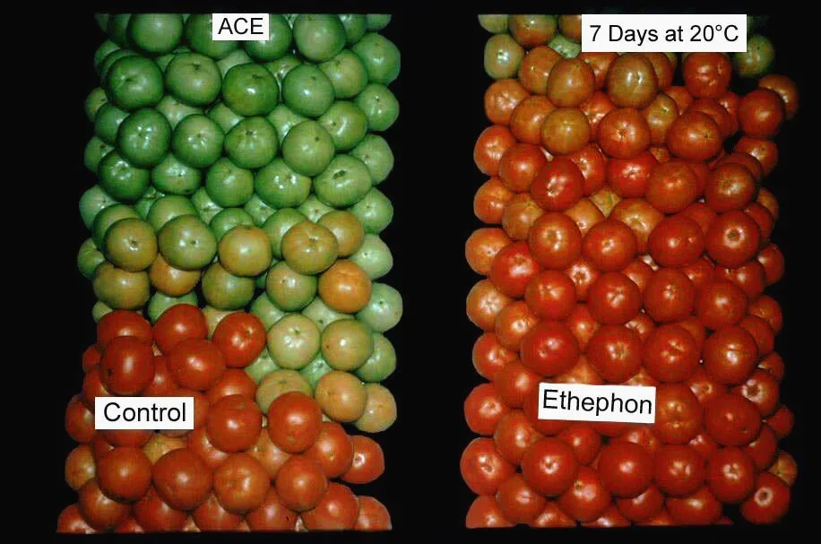 Регулятор роста растений Ethephon 90% tc 85% tc 40% sl