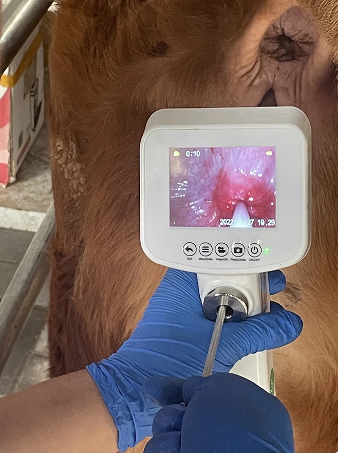 Manufacture cheapest price high definition hd camera visual artificial insemination gun for cow cattle horse equine goat sheep