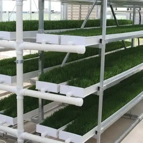 Fully automatic hydroponics fodder system cow feed hydroponic fodder grass system growing  hydroponic fodder machine