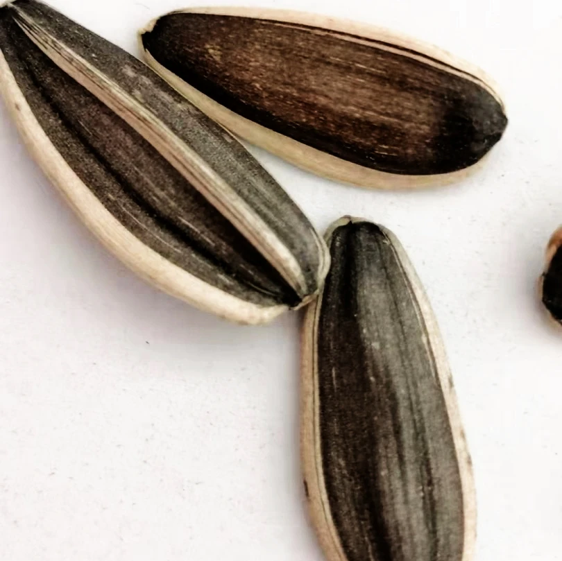 
2021 Export Grade Raw high quality delicious chinese inner mongolia original taste sunflower seeds363 361 601 red date 