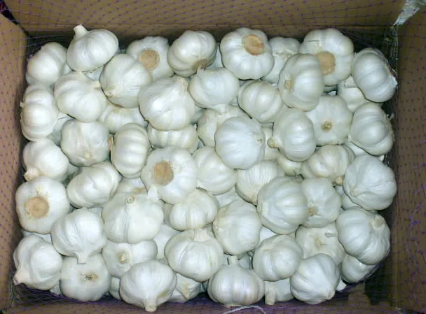 Wholesale Premium High Grade Quality Fresh Normal White Red Garlic Price in China Supplier Sale by Bulk