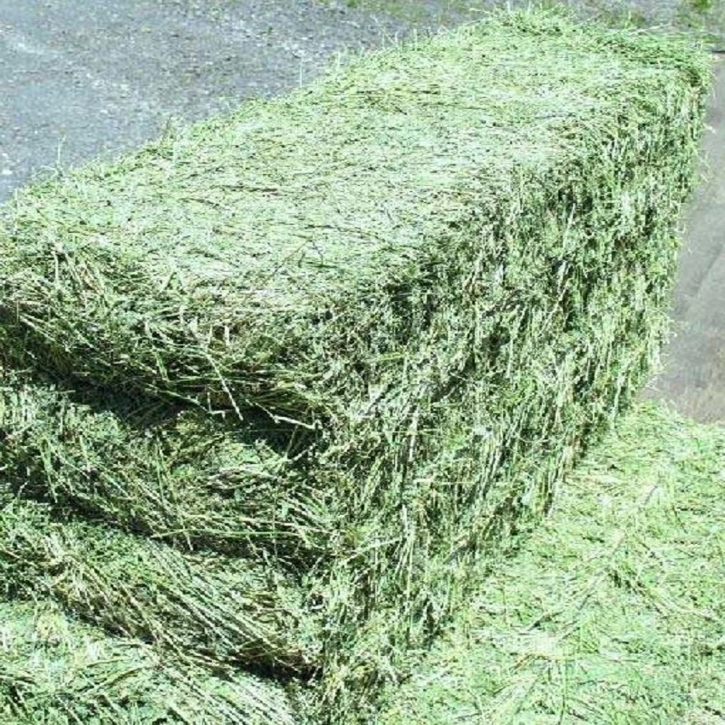 Hot Selling Alfalfa,Hay For Animal Feed At Wholesale Price Alfalfa Hay