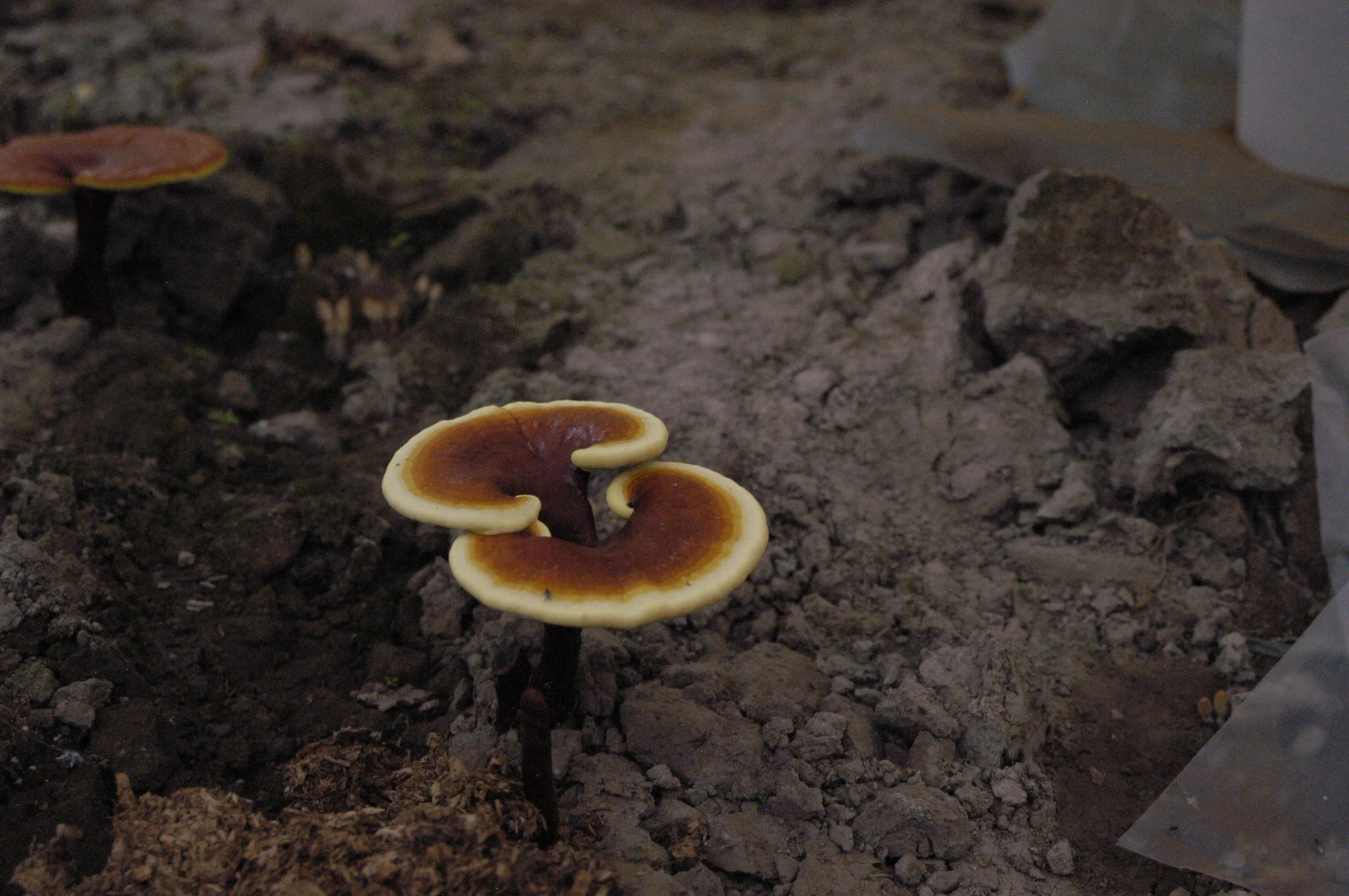 High Quality Reishi Extract Powder Organic Reishi Mushroom Ganoderma Lucidum Spore Powder