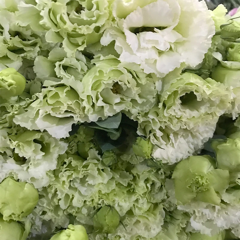 
Christmas Gifts Floral Bouquet Fresh Cut Flowers White Eustoma for Decoration 