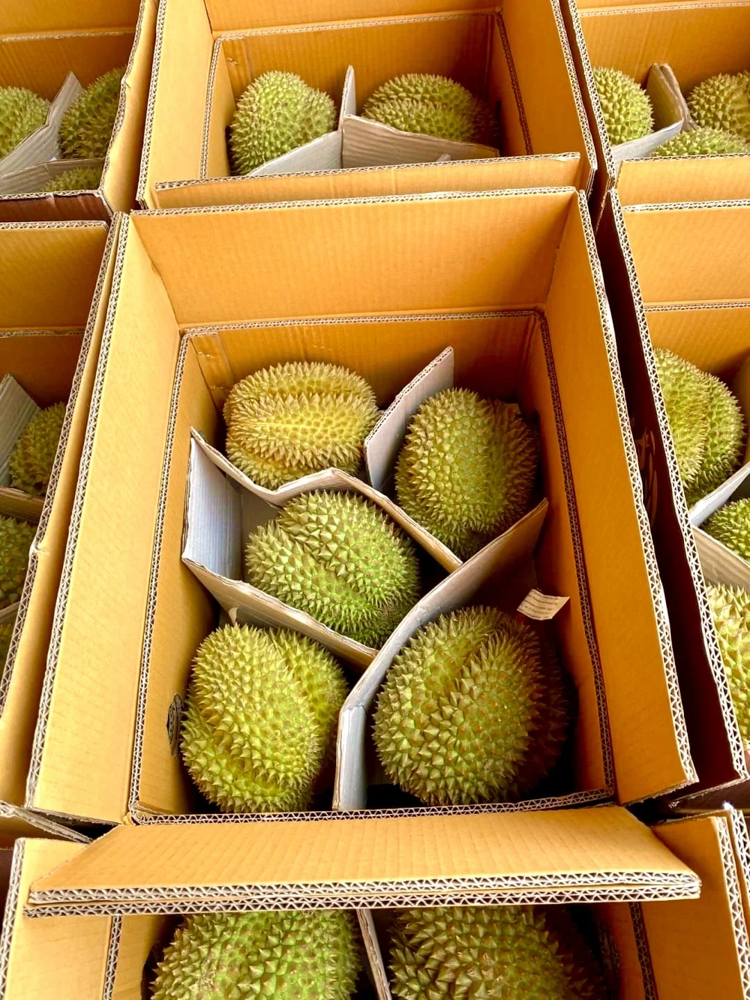 
Premium Quality Monthong from Thailand Fresh Durians 