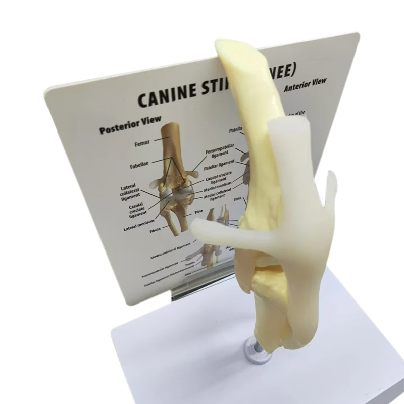 PVC artificial simulation canine bone elbow joint model for medical teaching